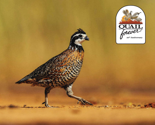 Non-Profit Partner Highlight: South Carolina Quail Forever