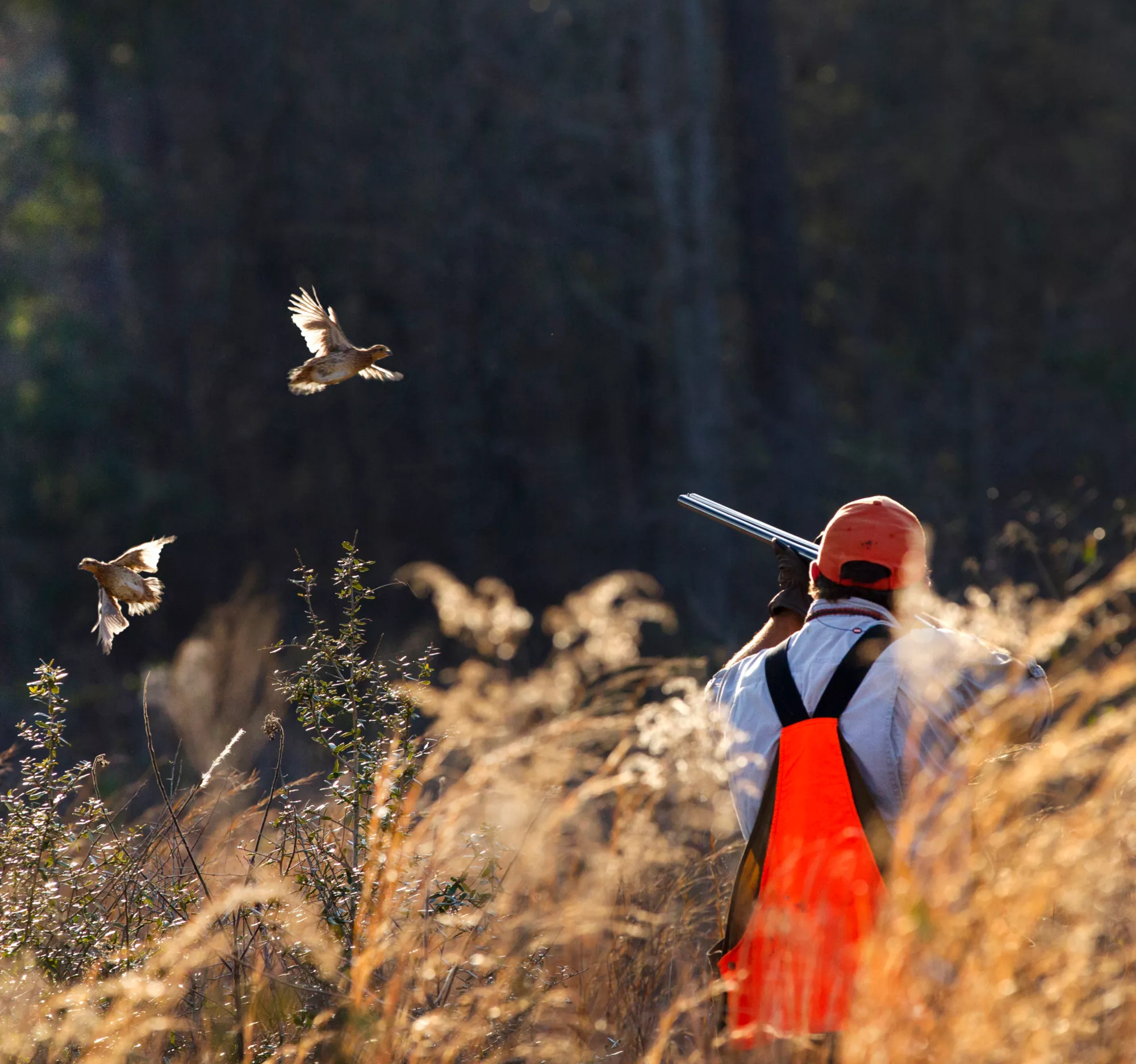 Quail Season Gear